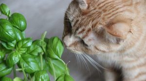 Na aké izbové rastliny si dať pozor, keď máte doma mačky